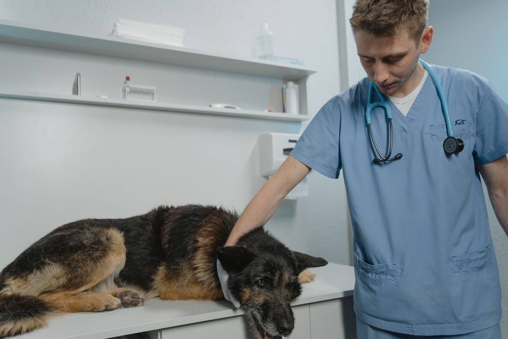 Medicul în uniformă bleu mângâie ciobănescul german culcat pe masă.