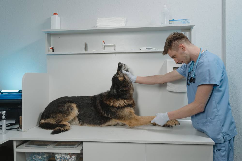 Medicul în uniformă bleu ține laba unui ciobănesc german culcat pe masa de consult și îi ridică botul cu cealaltă mână.
