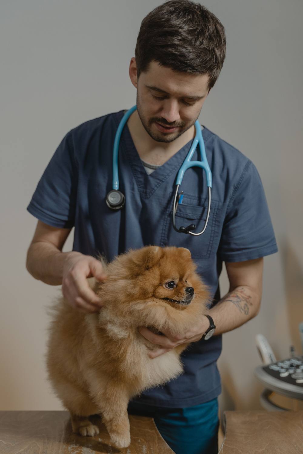 Medicul ține pomeranianul în picioare pe masa de lemn și îi pipăie gâtul.