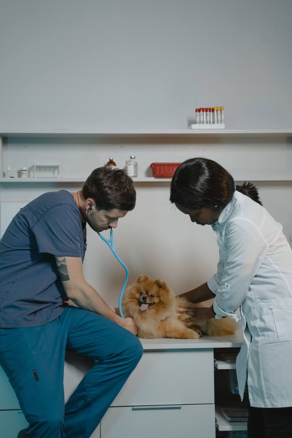 Medicul ascultă pomeranianul cu stetoscopul, iar colega în halat alb îl ține liniștit pe masă.